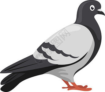 白色和灰色鸟白色背景上的蓝色绘画翅膀插图野生动物动物灰色卡通片夹子鸽子插画