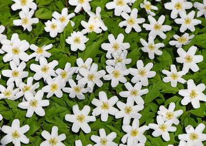 白卡莎花朵在绿叶上花朵阳光毛茛树叶花瓣植物绿色白色背景图片