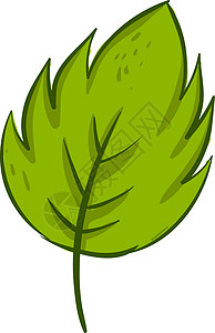 白色背景上的绿色生活生态叶子网络插图植物艺术环境背景图片