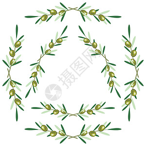 橄榄枝花环一组圆形框架-橄榄枝 白色背景插画