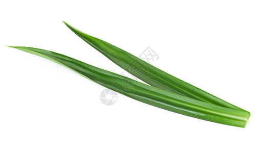 白色背景上孤立的新鲜绿色板兰叶草本植物树叶植物食物烹饪绿色草本叶子香气背景图片