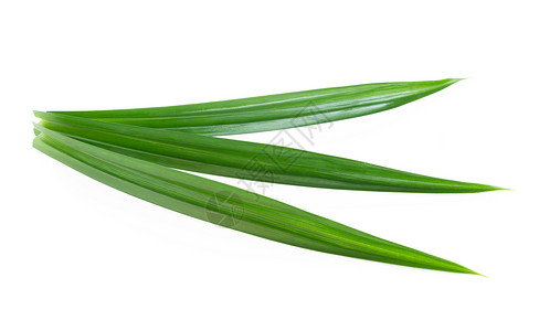 白色背景上孤立的新鲜绿色板兰叶绿色草本植物食物香气烹饪草本植物叶子树叶背景图片