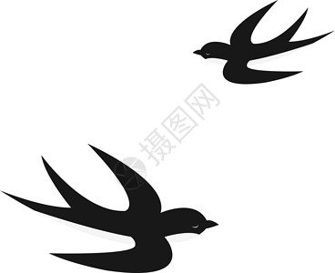 吞枣白色背景上的燕子飞翔设计图片