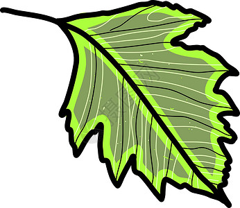 白色背景上的绿叶插画矢量包装纸手绘藤蔓绿色植物绿色投标墙纸植物学叶子植物背景图片
