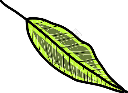 白色背景上的绿色插图春夏叶子植物乡村秋冬蕨类桉树草本植物绿色植物背景图片