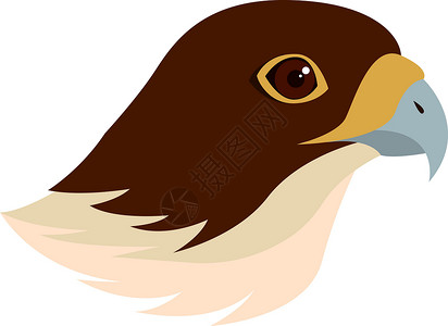 南猎鹰白色背景上的猎鹰设计图片