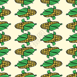 玉米棒上的玉米白色背景上的玉米植物叶子燕麦收成黄色谷物营养种子艺术团体设计图片