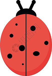 白色背景上的平瓢虫插画矢量甲虫漏洞黑色瓢虫动物红色艺术野生动物女士天线背景图片