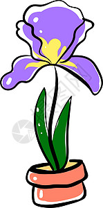 鸢尾属植物白色背景上的中的鸢尾插画