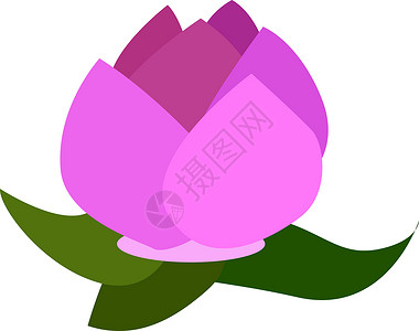 白色背景上的百合瑜伽装饰品冥想粉色植物艺术叶子背景图片