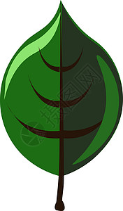 白色背景上的绿色插图3d飞行元素环境农业植物树叶艺术叶子背景图片