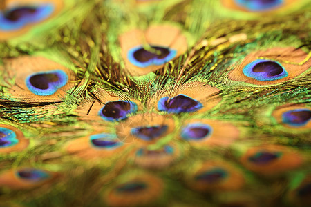 孔雀素材高清孔雀羽毛特写工作室微风运动展示艺术野生动物荒野时间宏观彩虹背景