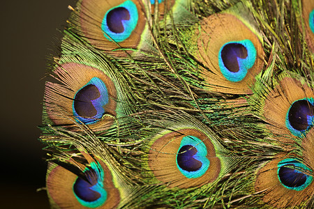 孔雀素材高清孔雀羽毛特写工作室野生动物微风运动时间情调宏观头发彩虹蓝色背景