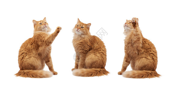 成年青毛红猫坐着抬起前爪 阿弥陀佛哺乳动物红色胡须动物猫科眼睛小猫工作室爪子头发背景图片