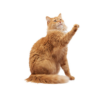 抬起爪子的猫成年青毛红猫坐着抬起前爪 阿弥陀佛爪子毛皮小猫头发工作室动物眼睛宠物胡须橙子背景