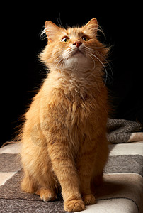 长着白胡子的成年红猫 坐在羊毛毯上格子房间哺乳动物红色动物毛皮猫科黑色羊毛宠物背景图片