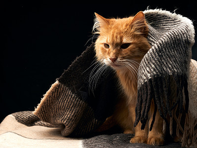 长着白胡子的成年红猫 坐在羊毛毯上宠物男性黑色毯子猫科动物动物哺乳动物房间红色棕色背景图片