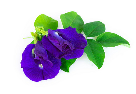 白底 草药和医疗礼花上的蝴蝶梨花宏观白色植物群草本植物绿色蓝色背景图片