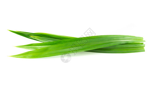 白色背景上孤立的新鲜绿色板兰叶烹饪叶子草本植物香气绿色树叶食物草本植物背景图片