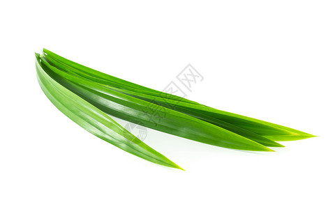 白色背景上孤立的新鲜绿色板兰叶草本绿色叶子农业树叶烹饪植物香气温泉食物背景图片