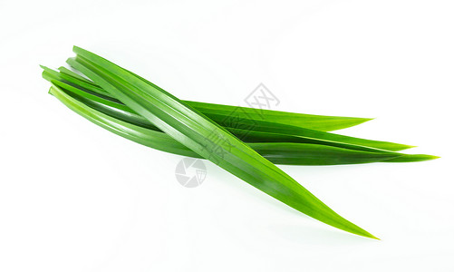 白色背景上孤立的新鲜绿色板兰叶农业热带香气草本治疗植物群香味烹饪树叶食物背景图片
