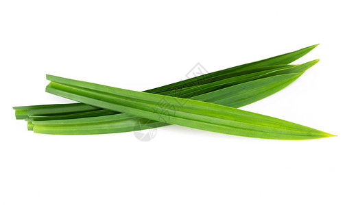 白色背景上孤立的新鲜绿色板兰叶树叶温泉叶子农业绿色草本食物治疗香气植物背景图片