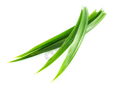 白色背景上孤立的新鲜绿色板兰叶植物树叶农业绿色草本植物香气植物群热带食物治疗背景图片