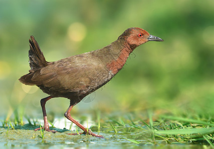 红胸秧鸡环境红胸鸻高清图片