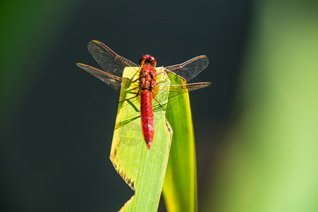 法国动物野生动物红色主题动物学昆虫前景翅膀植物栖息背景图片
