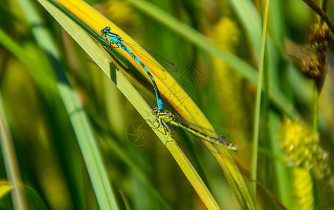 法国野生动物色彩绿色大自然生长动物草叶联轴器昆虫前景背景图片