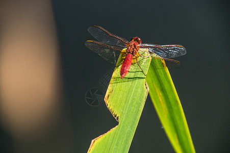 法国红色野生动物前景动物学栖息植物动物昆虫主题翅膀背景图片