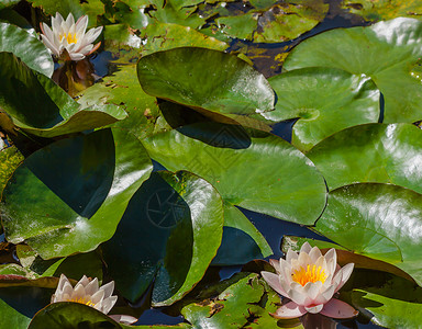 水的百合花在池塘中开花背景图片