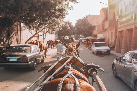 埃及开罗吉萨街上的马车骑术市中心大街旅游交通建筑学生活街道动物城市背景图片
