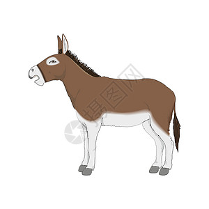 马齿笕驴现实矢量图 孤立的白色背景插画