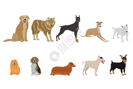 混种狗白色背景上的一组犬种插画