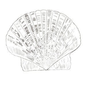 扇贝养殖孤立在白色的贝壳扇贝插画