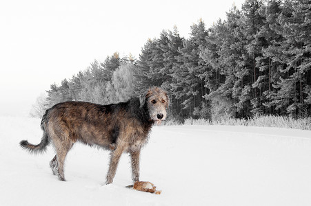 猎神魔雪叛变爱尔兰猎狼犬猎犬狼狗头发白色灰色玩具乐趣哺乳动物动物朋友背景