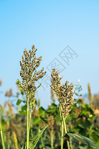 在蓝天特工中特写高梁高粱小麦天空珍珠植物农场糯米种植园谷物生长背景图片