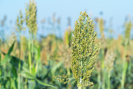 蓝天时高梁在战地特工的蓝色天空中叶子农场珍珠谷物场地生长种植园糯米小麦高粱背景图片