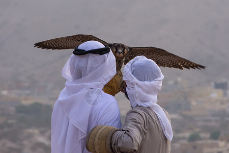 驯鹰人一对阿联酋猎鹰手拿着一只游鹰Falco Pere游隼沙漠猎鹰传统文化成人旅行海湾男人白色背景