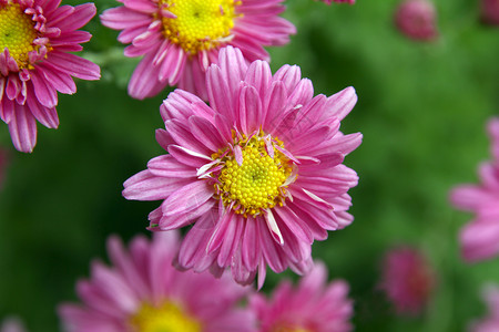有紫叶和黄花粉的花朵植物花瓣花坛宏观场景休闲花头物体花园活动背景图片