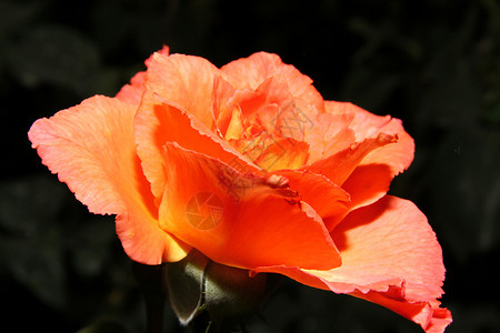 橙色花朵头花园的橙色玫瑰花头花束物体色彩植物设备橙子纹理脆弱性黄色背景