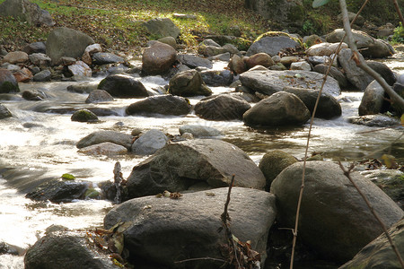 森林宽屏森林中的小溪流照片保护区森林岩石风景溪流大自然生长园景气候背景