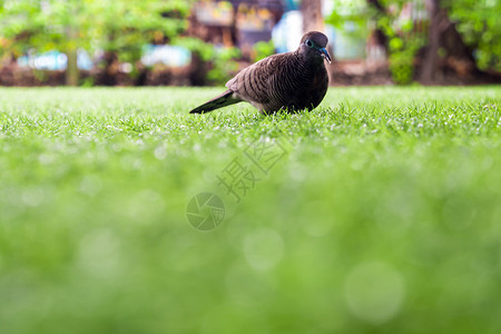 鸽子在人造草草坪上行走草地场地绿色翅膀公园羽毛动物背景图片