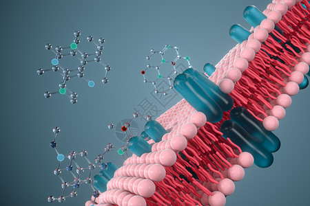 细胞膜和生物学 生物概念 3D感应骨架教育渲染引理渗透外设作用细胞质细胞生活背景