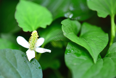 药草和蔬菜及花朵药品蜥蜴叶子草本植物杂草数据心叶民间草药季节背景图片