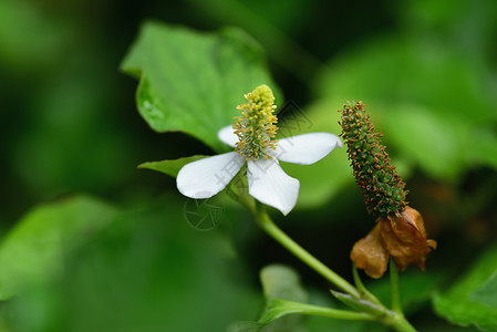 药草和蔬菜及花朵数据花瓣季节草本植物杂草蜥蜴叶子草药民间药品背景图片