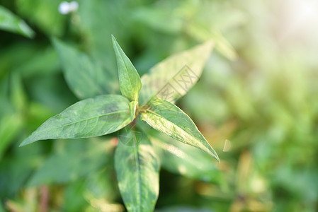 的叶子健康草本植物香料植物叻沙花园玉竹美食薄荷蔬菜高清图片