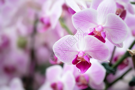 卡特兰兰花植物香味植物学宏观花瓣香水礼物香草花园紫色背景
