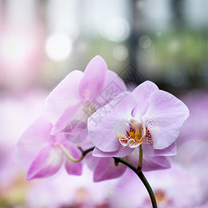 兰花热带耀斑香味香水花瓣天堂雌蕊紫色猫头鹰香草背景图片